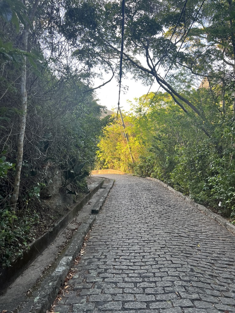 Winding cobblestone road beneath dense green forest canopy