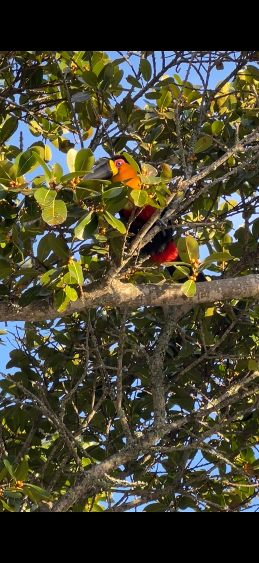 Toucan perched among green leaves and yellow berries along the trail